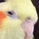 òwó