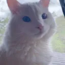 syotodesu