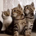 4GATOS