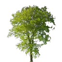 Wooden Tree Roleplay