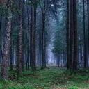 Danganronpa: Forests of Lost Hope