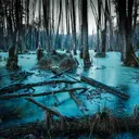 Dark Forest