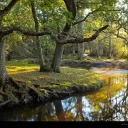 Forest Island ||Warrior Cat Rp||