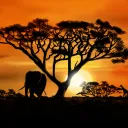 The Savanna