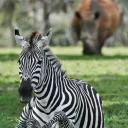 The Zoo