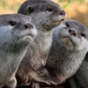 Ottergang Tag
