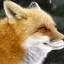 Moonkipp's Foxxy Fam