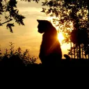 Night Visions | Tribe Cats RP Server
