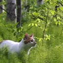 Warrior Cats- The Clover Forest
