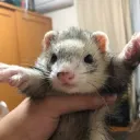 みれいフレンズ