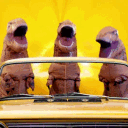 The Cretaceous Crew