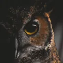 The Howling Owl Festival Planning