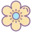Chrysanthemum Flowers