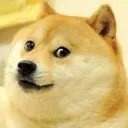 Doge Community