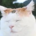 dyuakkc