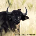 Pecuária 🐮
