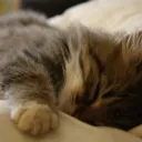 Soutien hypersomniaques