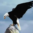 YENI NESÎL