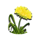 Dandellion