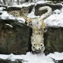 The free floofs