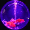 Nocturnal Discord Server Icon