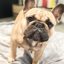 Bulldog Emoji Server