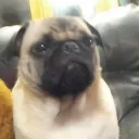 puggo squad