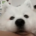 ⋆ ˚｡⋆୨୧˚Pupper ♡ Cult˚୨୧⋆｡˚ ⋆