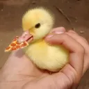 🍕🦆Pizza ducks🦆🍕