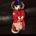 omegalul solo ques