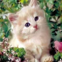 ❤❤Kitten Army!❤❤