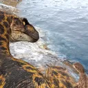 おいでよ きょうりゅうの島 Plus