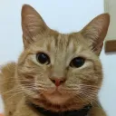 Rincón de Garú 🐈