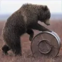 Bearroll