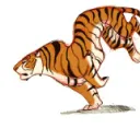 zOret Tigers