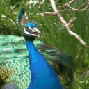VENDA DE POMBO icon