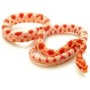 Snake Owners!