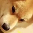 Doge Army