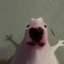 kayleesfurryserver