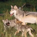 The Wolves
