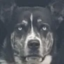 DIREFULMADMANS BROTHEL