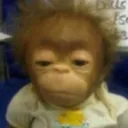 monkey gang