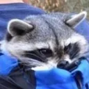 raccoon hideout
