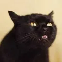 chad's official pyramid scheme
