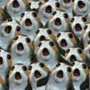 Clan of Porgs