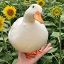 daily quack
