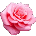 ・✿ROSE✿'s icon