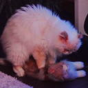 Discovery icon for LA FRENTE ARMY Discord server