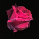 Garnet Rose
