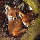 Cosy Fox Den Discord Server Icon